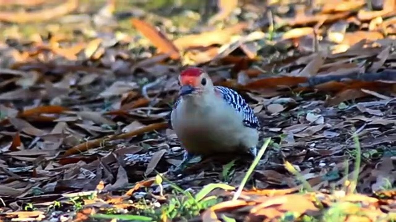 10 Most Beautiful Woodpeckers in the World