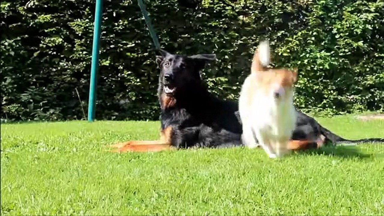 10 Most Energetic Dog Breeds