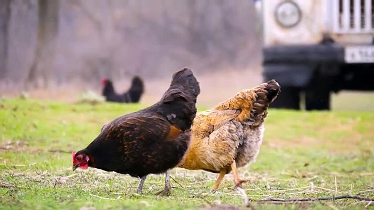 10 Most Fearless Animals in the World