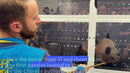 First giant panda born in France heads to China