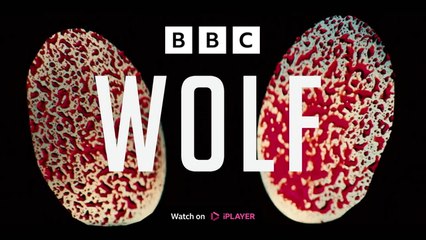 Wolf on BBC One: enough twists and hooks to keep things fresh and exciting