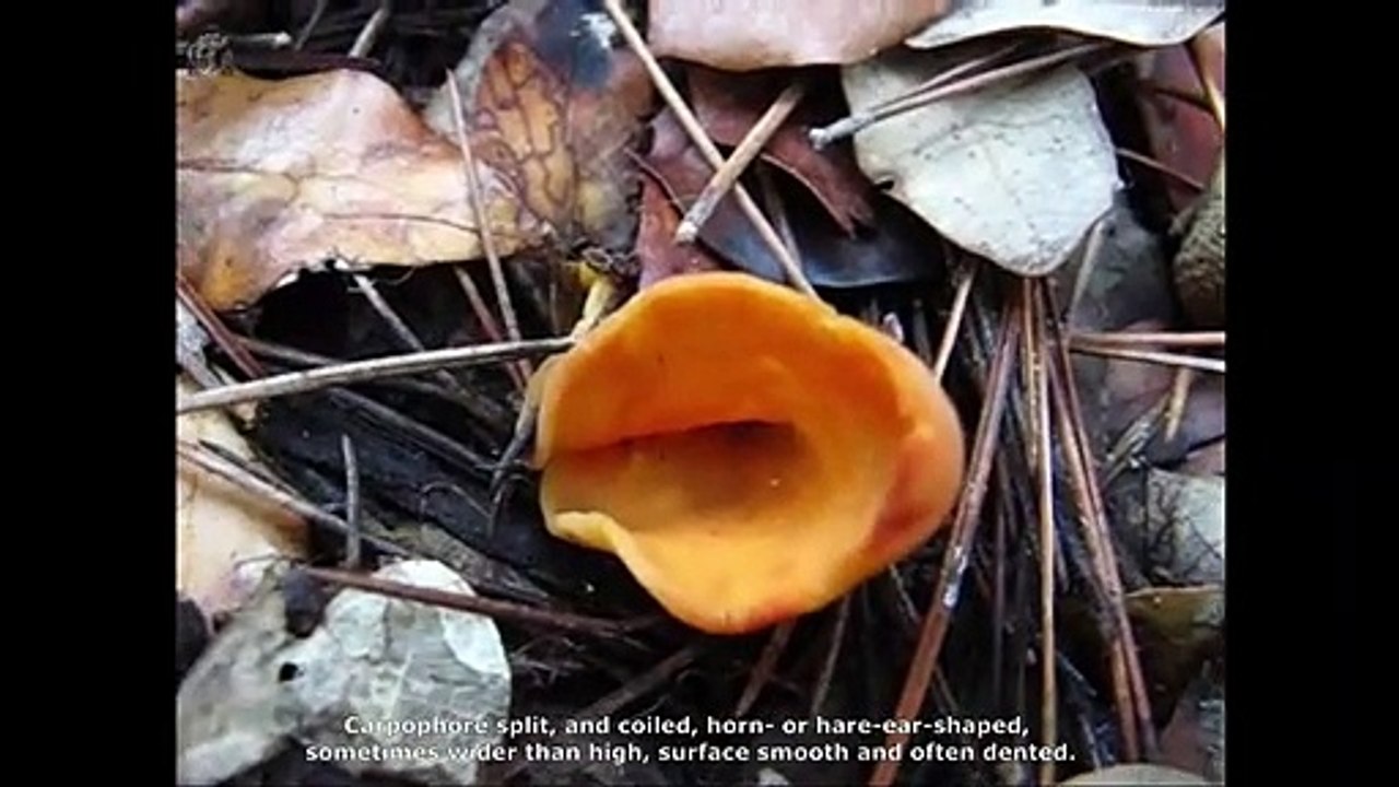 Otidea onotica. Champimaginatis. English Text