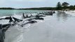 Dezenas de baleias-piloto encalham em praia da Austrália