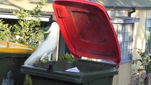 Australia's Got Trash Can Cockatoos