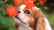 4 Plantas Venenosas Para Tu Perro Que Seguramente Tienes En Casa