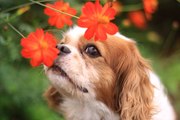 4 Plantas Venenosas Para Tu Perro Que Seguramente Tienes En Casa