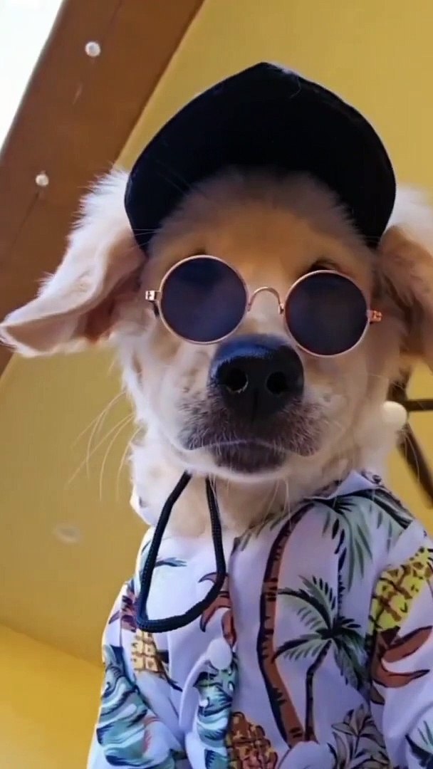 My dog making tik tok #dog