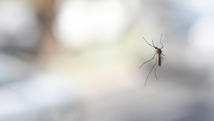 How To Keep Mosquitoes Away