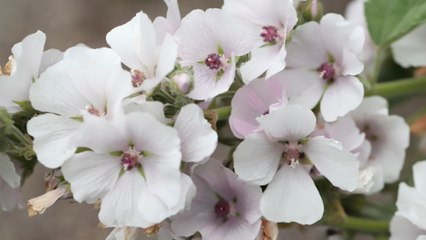 Did You Know? The Mallow Plant Gave Marshmallow Its Name