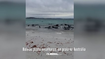 Baleias-piloto encalharam em praia na Austrália