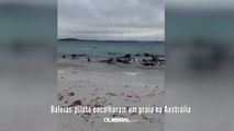 Baleias-piloto encalharam em praia na Austrália