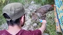 Yaralı yavru ayının kurtarılma görüntüleri iç ısıttı!