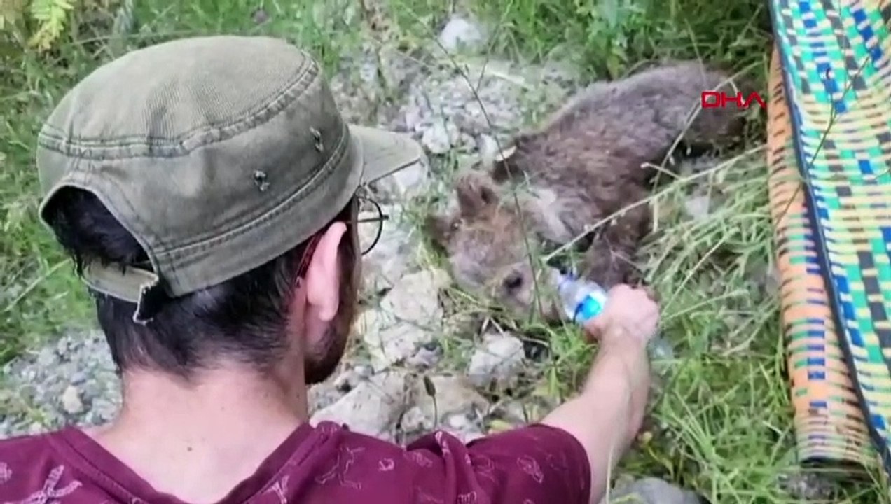 Un bébé ours blessé a été sauvé d'une zone rocheuse