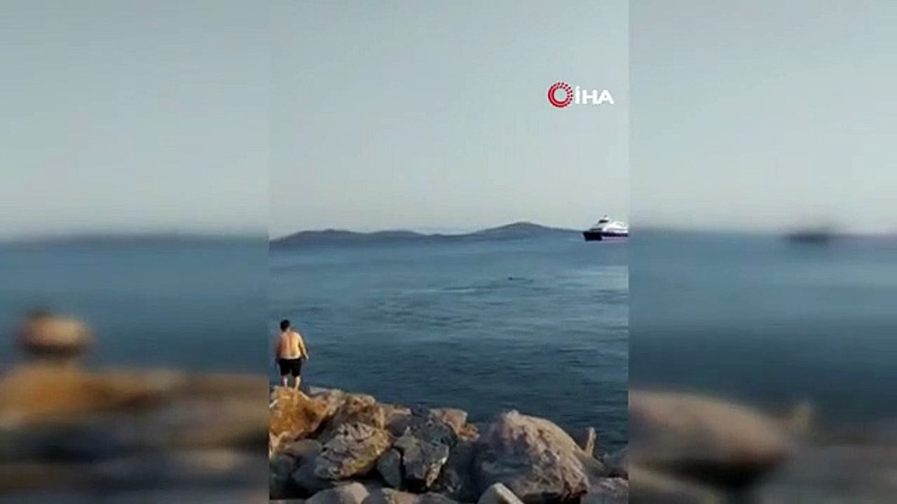 Les dauphins nageant sur la plage de Bostancı sont filmés