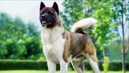 Top 10 Cães com a maior força de mordida