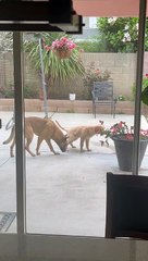 Peeing Puppy Gets Peed On