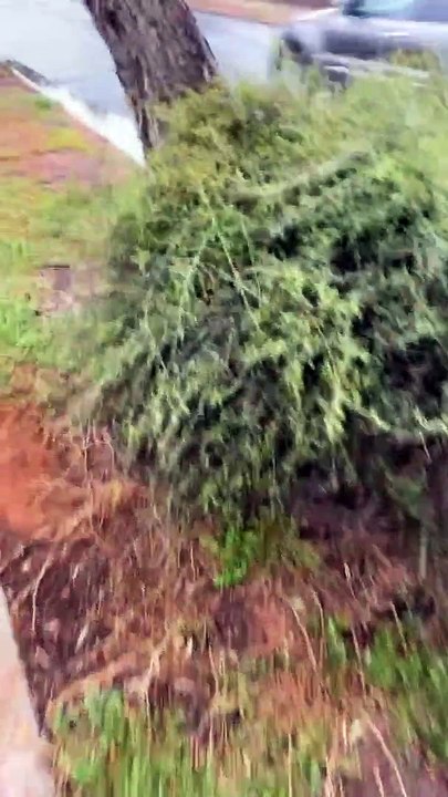 L'arbre fuit l'eau