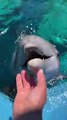 Dolphin Tickles And Giggles