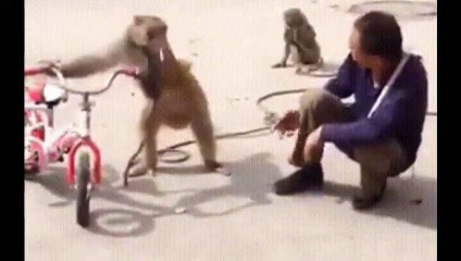 funniest-monkey-cute-and-funny-monkey-videos-copyright-free-full-hd