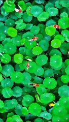 short video beautiful fishy #fishy