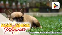 Wednesday Pets Day: French Bulldog