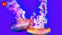 Medusa Inmortal: La Increíble Especie que Desafía el Envejecimiento