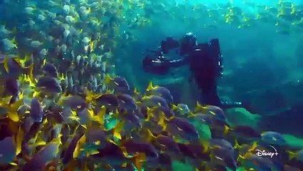 Official Trailer | Animals Up Close with Bertie Gregory | Disney+