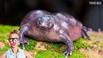 10 WEIRD ANIMALS That Will Give You Chills