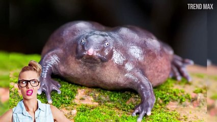 10 WEIRD ANIMALS That Will Give You Chills