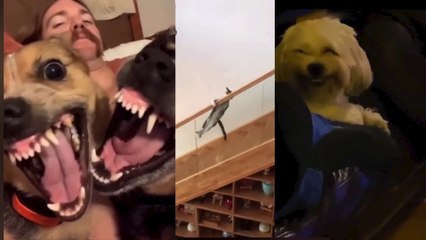 Funny Dogs And Cats Videos 2023-----Best Funniest Animal Videos Of The Month-#110--أطرف مقاطع الفيديو الحيوانية لهذا الشهر