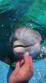 Dolphin Tickles And Giggles