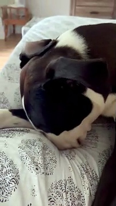 Rescued Dog Blows Raspberries In Sheets - video Dailymotion