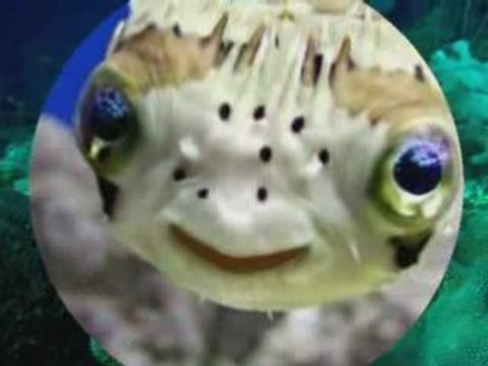 Les poissons