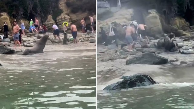 Sea lions charge at tourists on San Diego beach