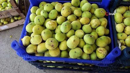 Mersin'de incir hasadına başlandı, 30 bin ton rekolte bekleniyor