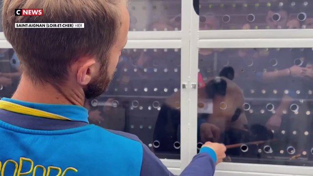 Le premier panda né en France en 2017 a quitté le ZooParc de Beauval dans le Loir-et-Cher et décollé pour rejoindre la Chine