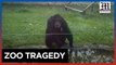 Colombian zoo Chimpanzees shot by police after escape