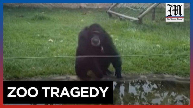 Colombian zoo Chimpanzees shot by police after escape