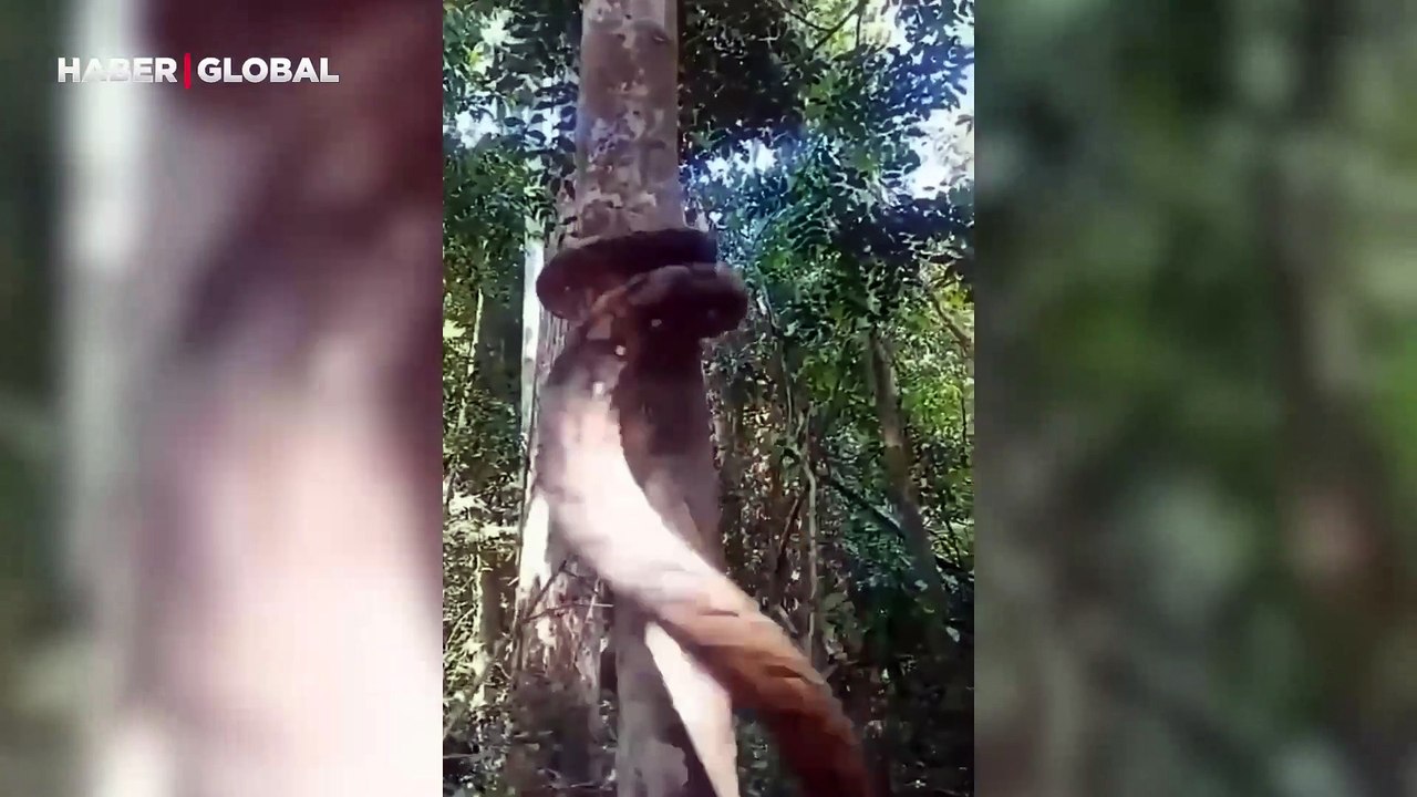 Kuş yumurtalarını görünce ziyafete koşan yılanın görüntüleri gündem oldu