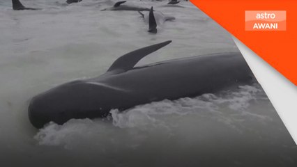 51 paus ditemukan mati, 46 lagi cuba diselamatkan