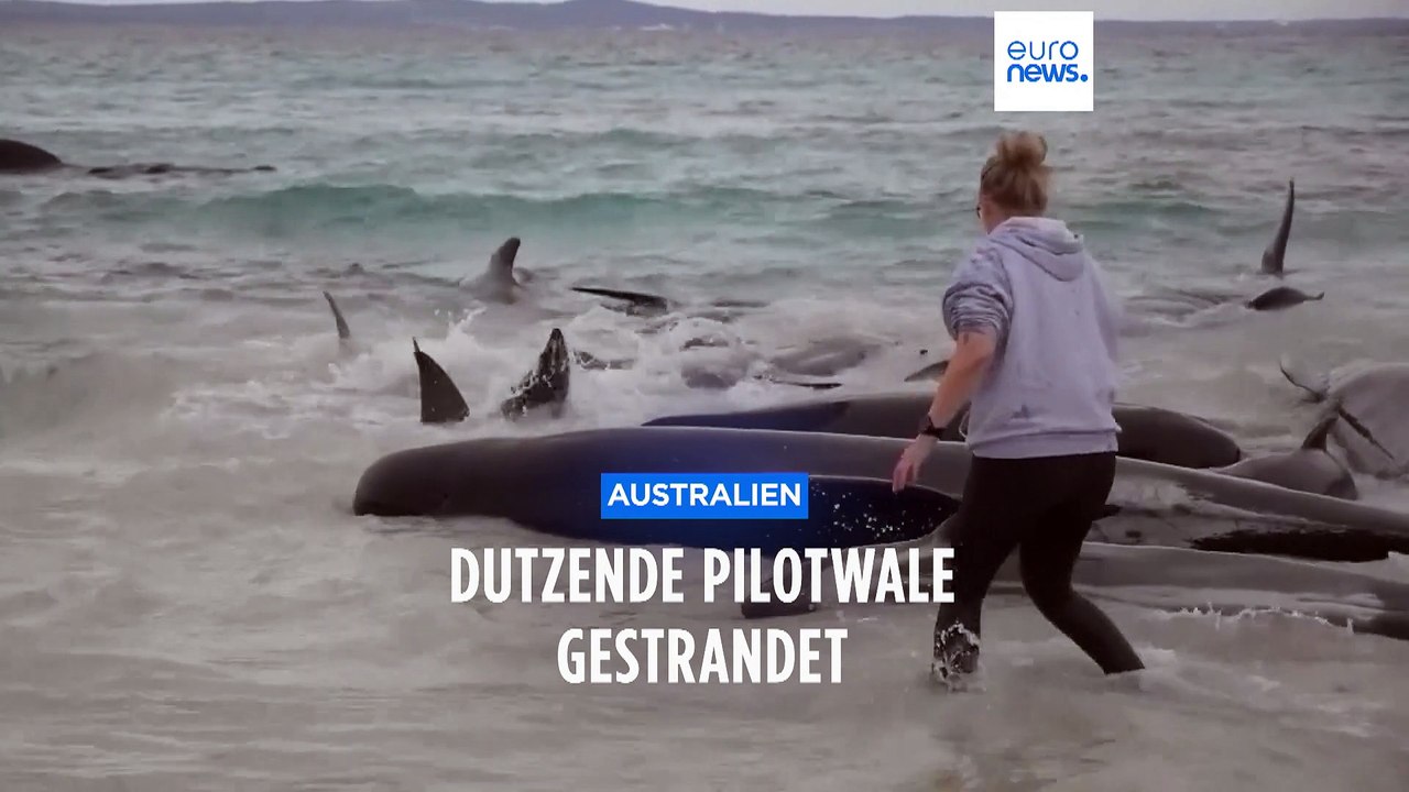 Wal-Drama in Australien: Warum bildete die Schule vor der Strandung ein Herz?