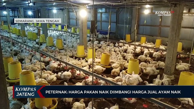 Peternak: Harga Pakan Naik Diimbangi Harga Jual Ayam Naik
