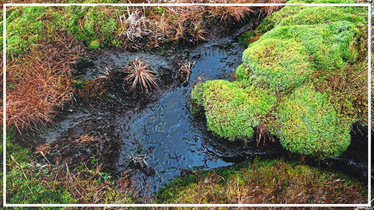 Klimaretter Moore: „Speichern doppelt so viel CO2 wie alle Wälder zusammen“