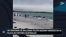 Un centenar de ballenas piloto quedan varadas en la playa de Cheynes (Australia)