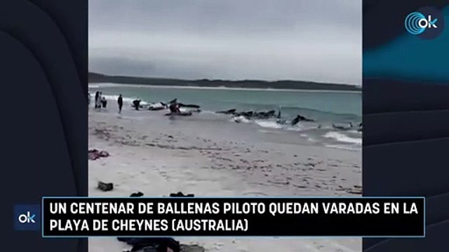 Un centenar de ballenas piloto quedan varadas en la playa de Cheynes (Australia)