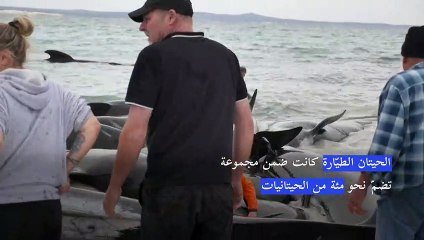 نفوق 51 حوتاً طيّاراً بعد جنوحها إلى أحد شواطئ غرب أستراليا