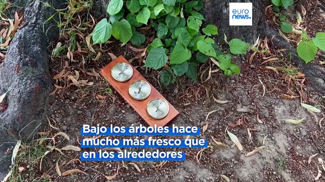 Polonia | Rzeszów siembra árboles para la habitabilidad urbana en tiempos de cambio climático