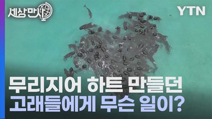 환상적인 고래 무리의 하트 만들기, 그러나 그 뒤에 숨겨진 비극 🐋