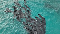 97 ballenas quedan varadas en una playa de Australia