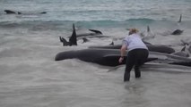 Mueren 51 ballenas en una playa de Australia